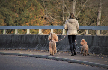 Sachkundenachweis Praxis: Hundeschule Helmstedt Braunschweig