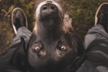 Erstberatung Einzeltraining in Helmstedt: Hundeschule Helmstedt Braunschweig