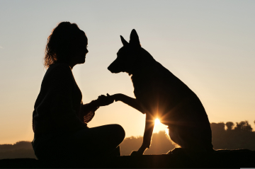 Einzeltraining Helmstedt: Hundeschule Helmstedt Braunschweig