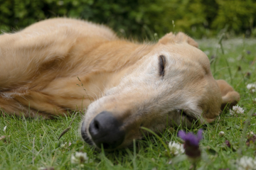 Hundeschule Helmstedt Braunschweig: Ruhe lernen für Hunde