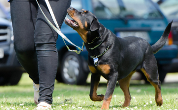 Leinenführigkeit Hundeschule Helmstedt Braunschweig