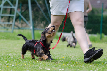 Rally Obedience für Einsteiger: Hundeschule Helmstedt Braunschweig