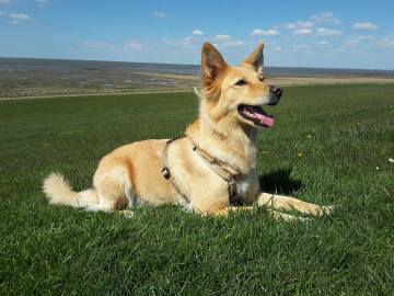 Rally Obedience Gruppenkurs: Hundeschule Helmstedt Braunschweig