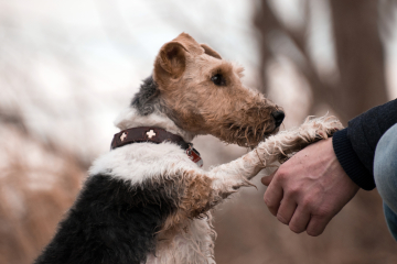 Hundetraining in Braunschweig und Helmstedt für Fortgeschrittene