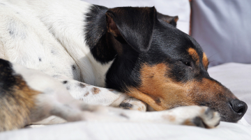 Tierschutzhund Hundeanfänger Anfängerkurs Tierschutz